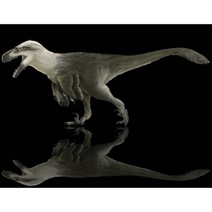 Utahraptor paleoart that comes with the Utahraptor Largest Raptor Crate