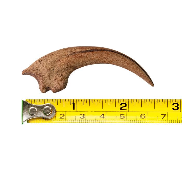 Velociraptor Claw Cast