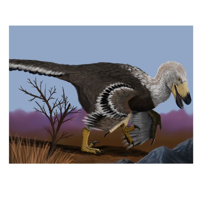 Velociraptor Paleoart that comes with the Velociraptor Claw Cast and Artwork