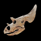 Agujaceratops Juvenile Skull Cast - Fossil Crates Agujaceratops skull cast