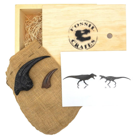 Allosaurus vs Tyrannosaurus Crate - Fossil Crates Dinosaur claw casts