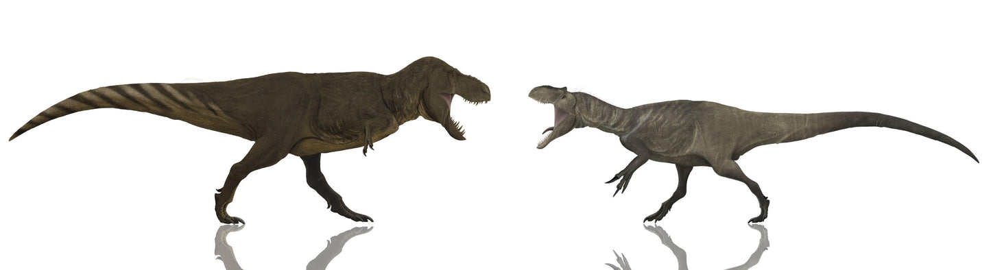 Allosaurus vs Tyrannosaurus Crate - Fossil Crates Dinosaur claw casts