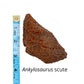 Ankylosaurus Scute Cast and Artwork - Fossil Crates Ankylosaurus scute cast
