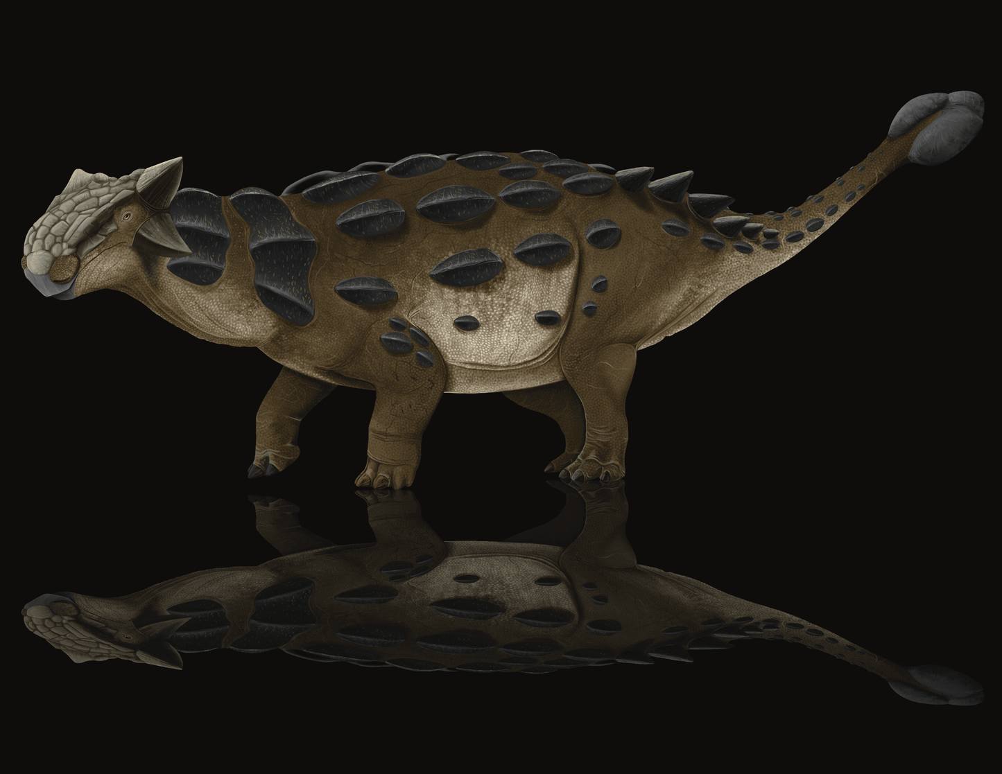 Ankylosaurus Scute Cast and Artwork - Fossil Crates Ankylosaurus scute cast