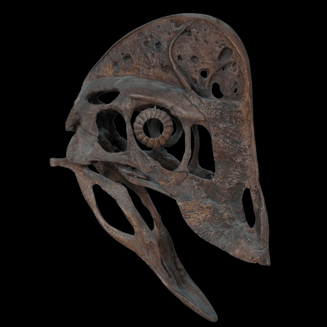 Anzu Skull Cast - Fossil Crates Anzu skull cast