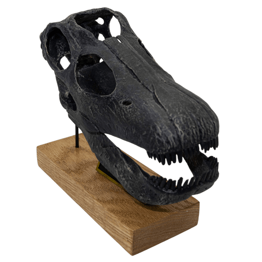 Apatosaurus "Brontosaurus" excelsus Scaled Skull - Fossil Crates Dinosaur Scaled Skull