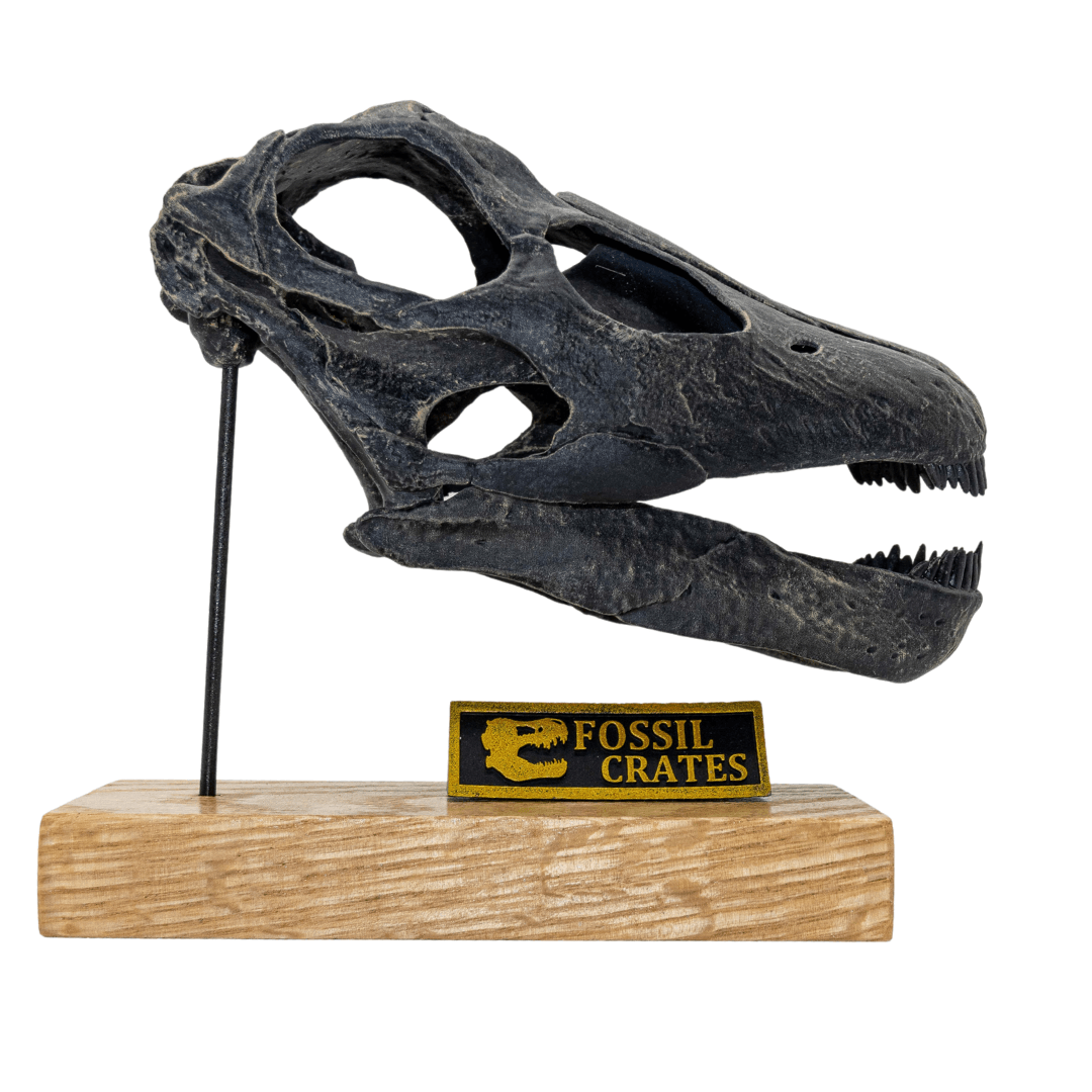 Apatosaurus "Brontosaurus" excelsus Scaled Skull - Fossil Crates Dinosaur Scaled Skull