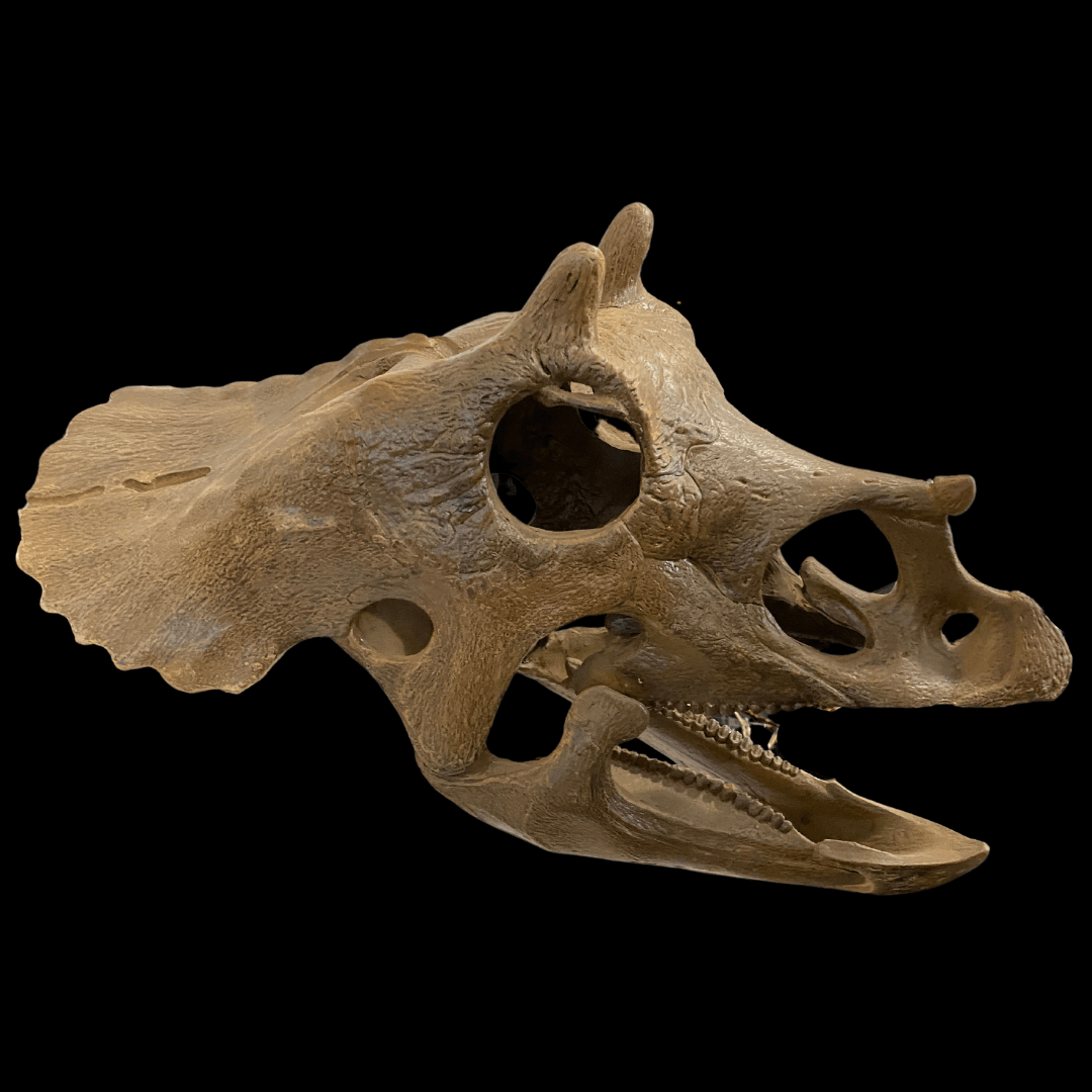 Baby Triceratops Skull Sculpt - Fossil Crates Baby Triceratops skull sculpt