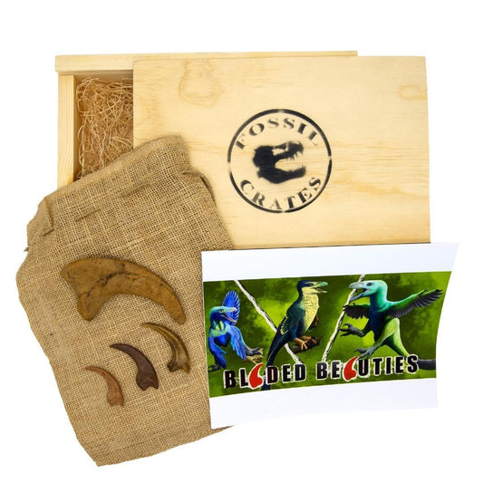 Bladed Beauties Wooden Crate - killing claw casts from Utahraptor, Velociraptor, Deinonychus, Dromaeosaurus