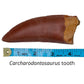 Carcharodontosaurus Tooth Cast and Artwork - Fossil Crates Dinosaur tooth cast