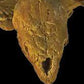 Chelosphargis advena adult skull - Fossil Crates