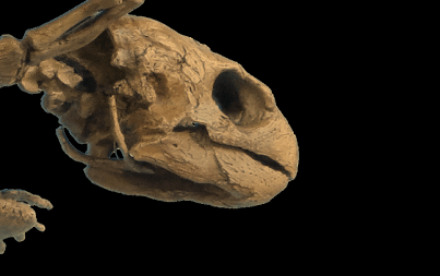 Chelosphargis advena adult skull - Fossil Crates