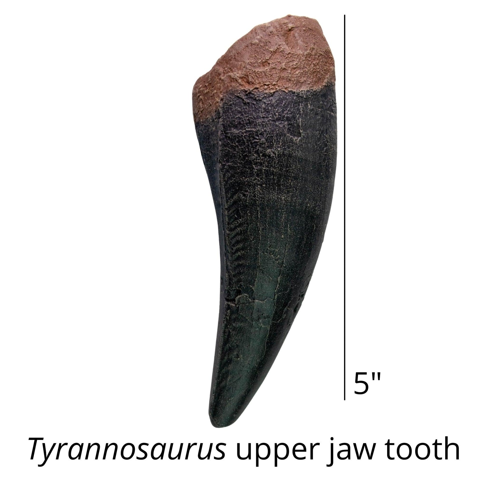 Classic Cretaceous Dinosaurs Crate - T. rex, Triceratops, Velociraptor - Fossil Crates Dinosaur teeth and claw casts