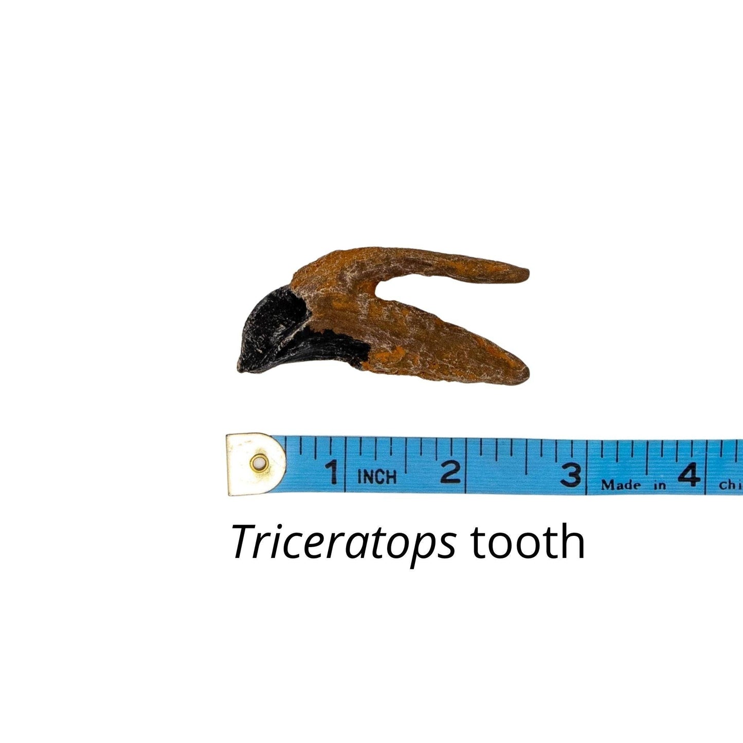 Classic Cretaceous Dinosaurs Crate - T. rex, Triceratops, Velociraptor - Fossil Crates Dinosaur teeth and claw casts