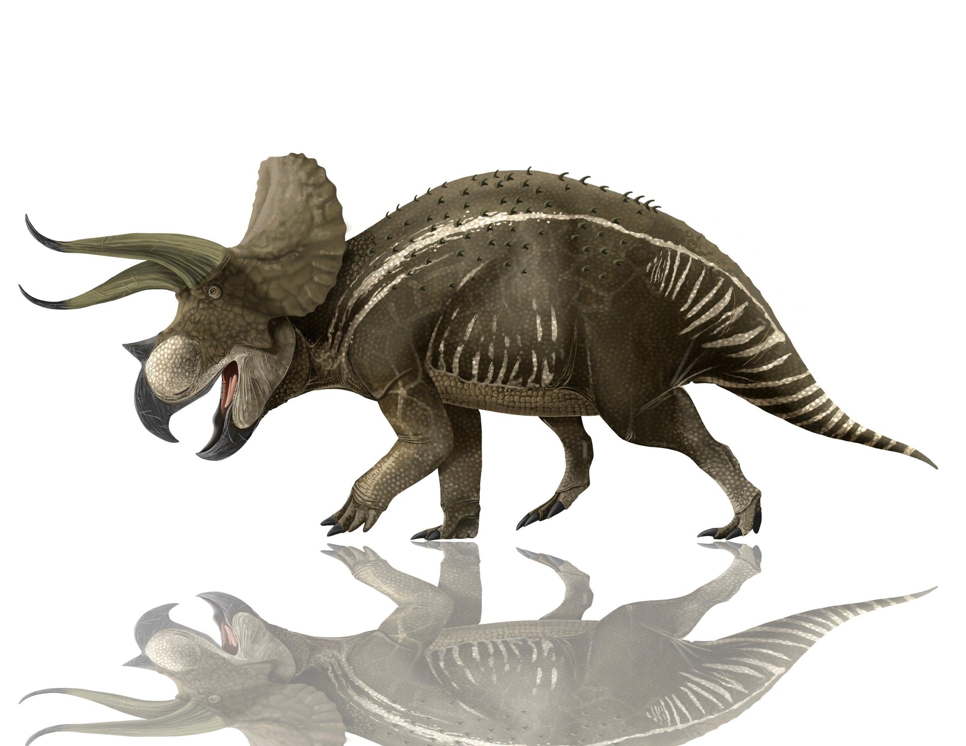 Classic Cretaceous Dinosaurs Crate - T. rex, Triceratops, Velociraptor - Fossil Crates Dinosaur teeth and claw casts