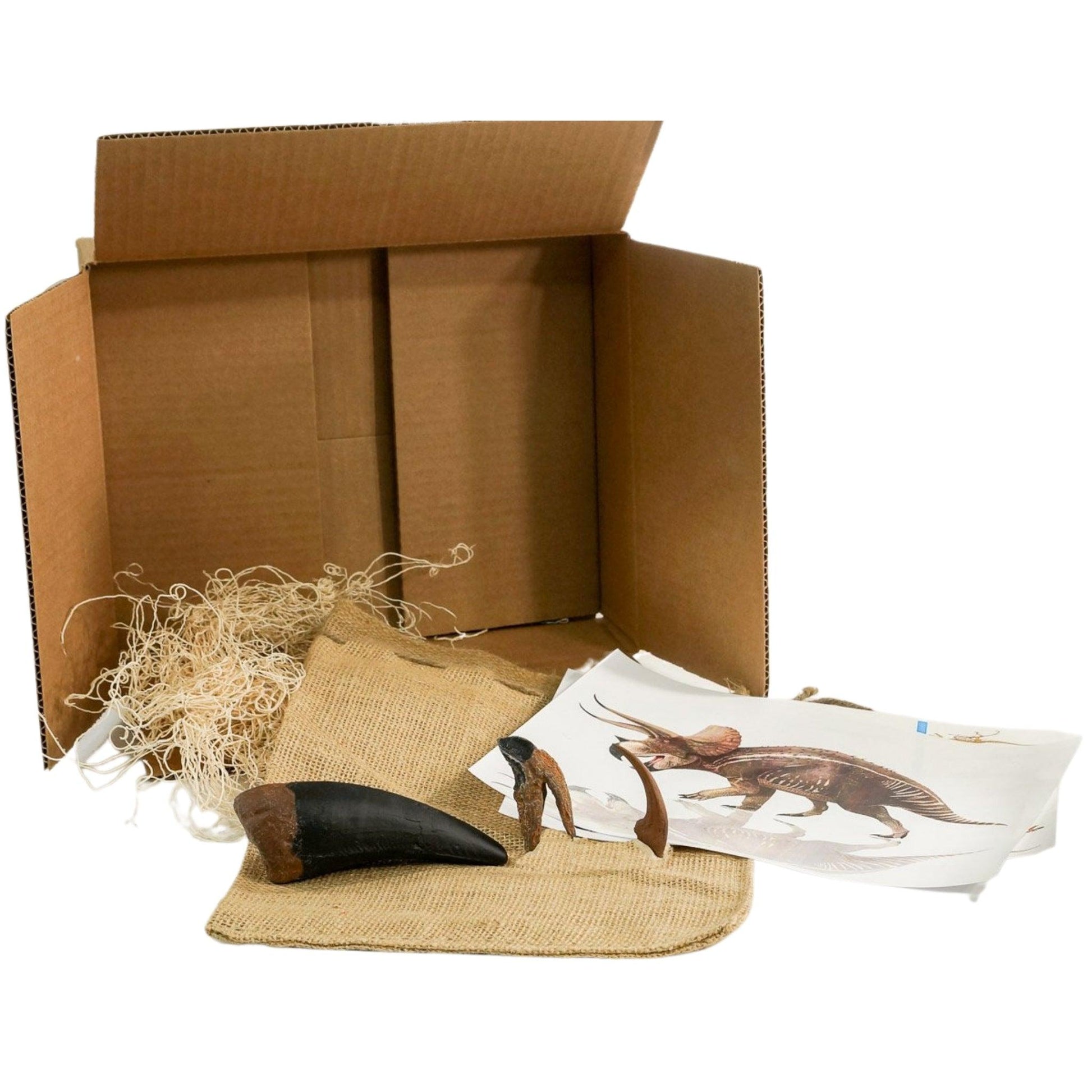 Classic Cretaceous Dinosaurs Crate - T. rex, Triceratops, Velociraptor - Fossil Crates Dinosaur teeth and claw casts