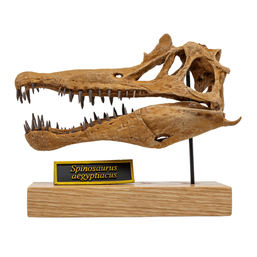 Complete Spinosaurus - Scaled Skull, Tooth & Claw Casts - Fossil Crates Spinosaurus scaled skull and teeth and claw casts