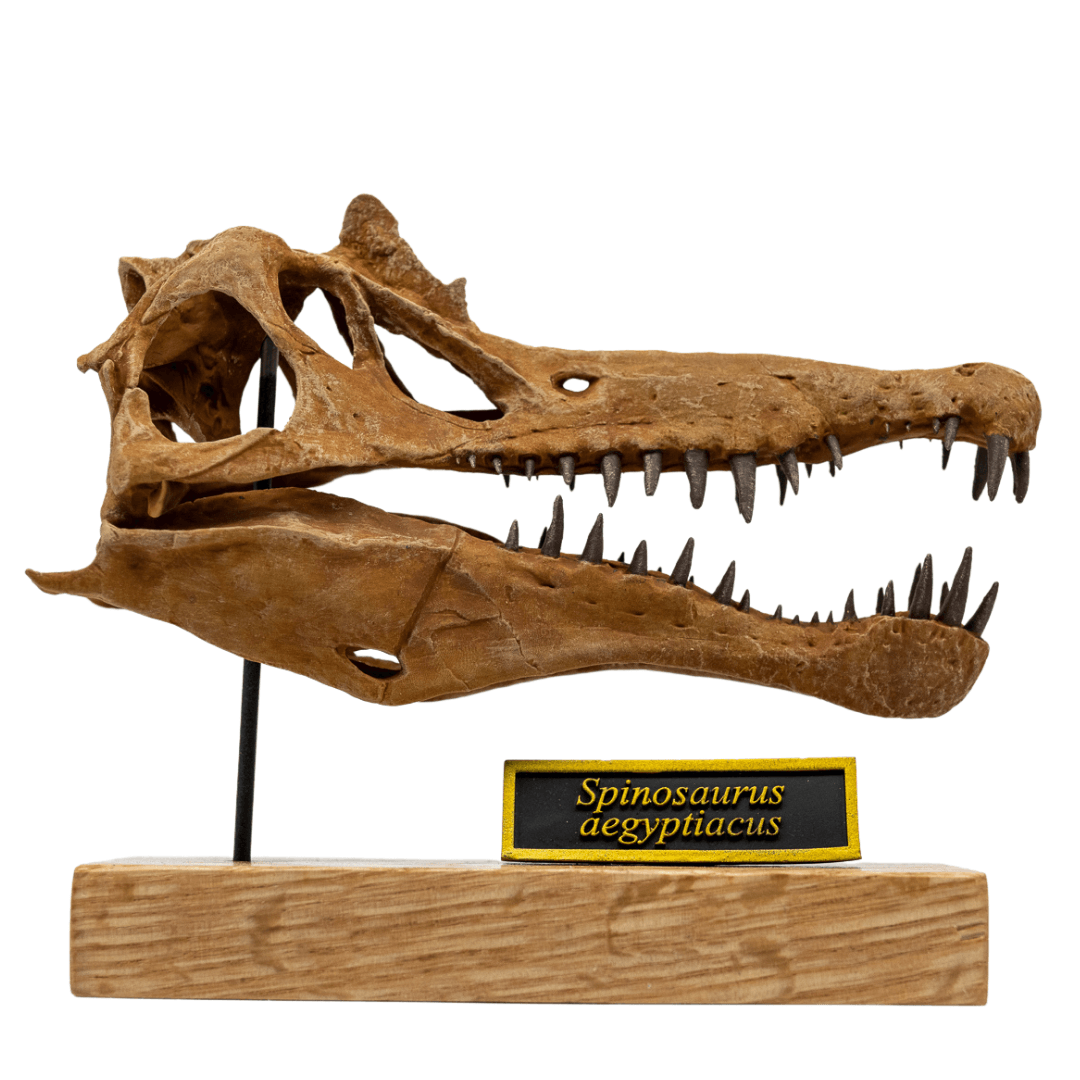 Complete Spinosaurus - Scaled Skull, Tooth & Claw Casts - Fossil Crates Spinosaurus scaled skull and teeth and claw casts