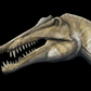 Complete Spinosaurus - Scaled Skull, Tooth & Claw Casts - Fossil Crates Spinosaurus scaled skull and teeth and claw casts