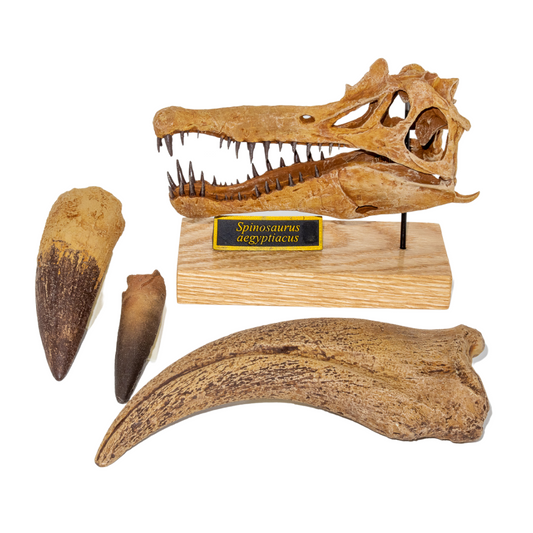 Spinosaurus Scaled Skull, Spinosaurus teeth casts, Spinosaurus hand claw