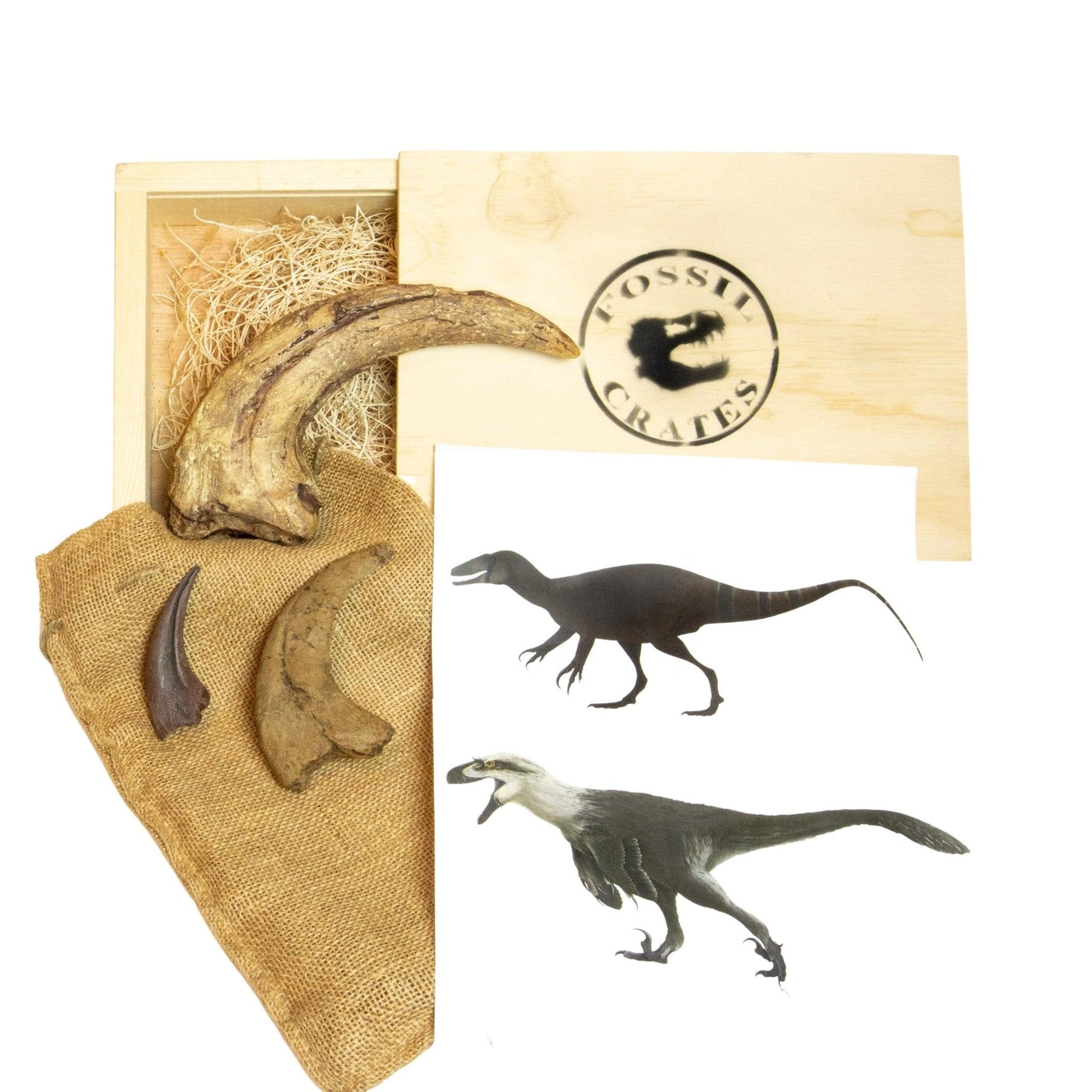 Megaraptorid, Tyrannosaurus rex, and Utahraptor claw casts with paleoart in Deadliest Dinosaurs Wooden Crate