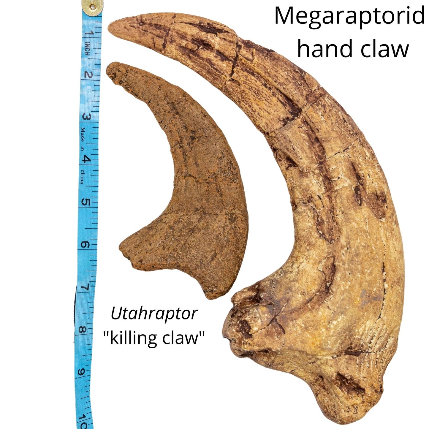 Megaraptorid hand claw and Utahraptor killing claw measured against ruler
