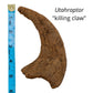 Utahraptor killing claw measured against ruler