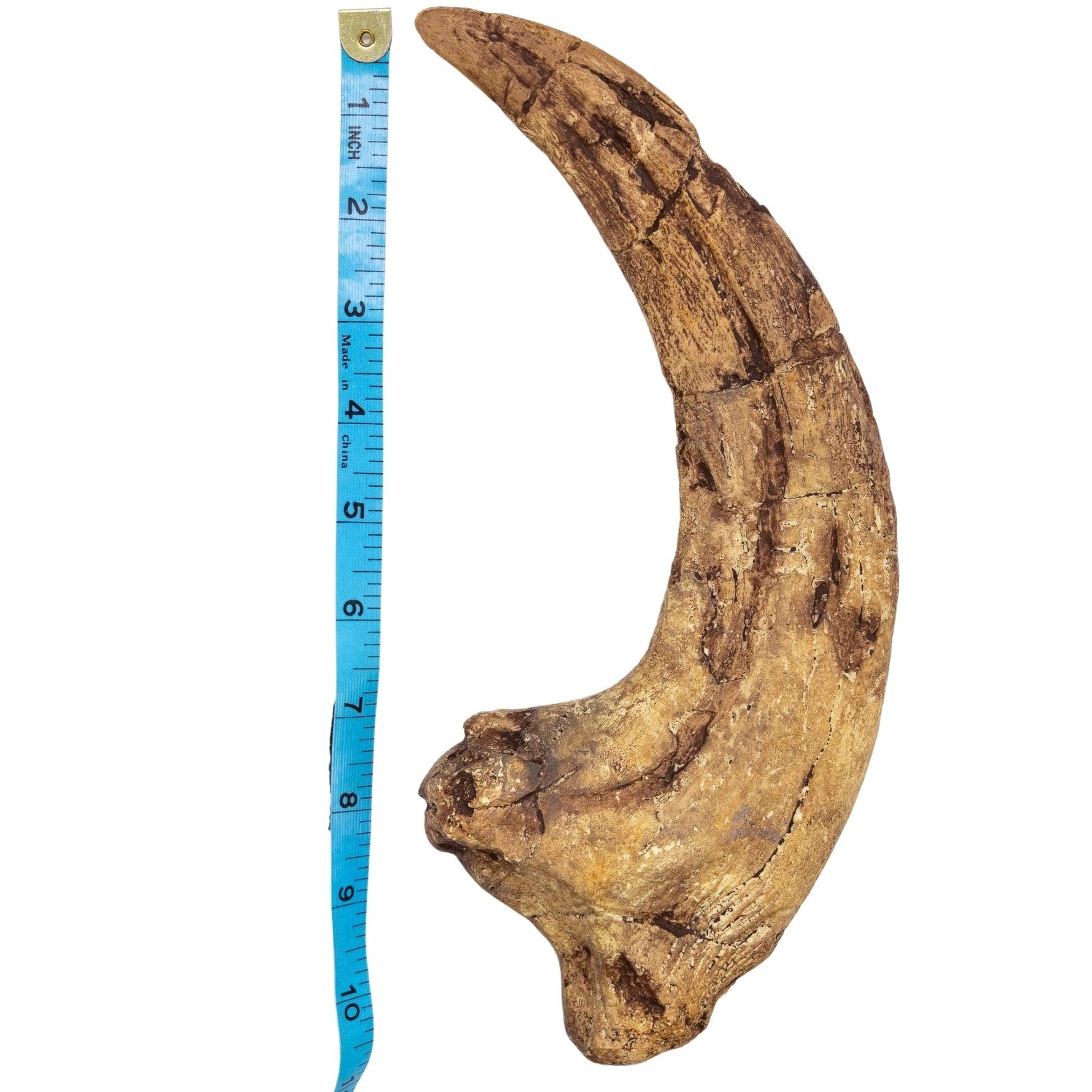 Megaraptorid hand claw measured against ruler