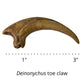 Deinonychus killing claw cast