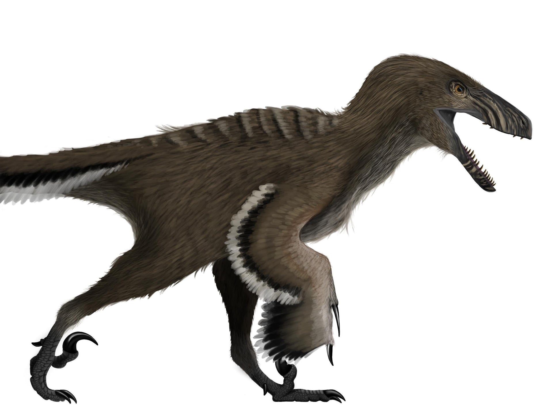 The dinosaur Deinonychus exclusive paleoart that comes with the Deinonychus killing claw cast