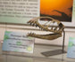 Dimorphodon Skull Cast – Fossil Crates
