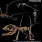 Dimorphodon Skull Cast - Fossil Crates Dinosaur skull cast