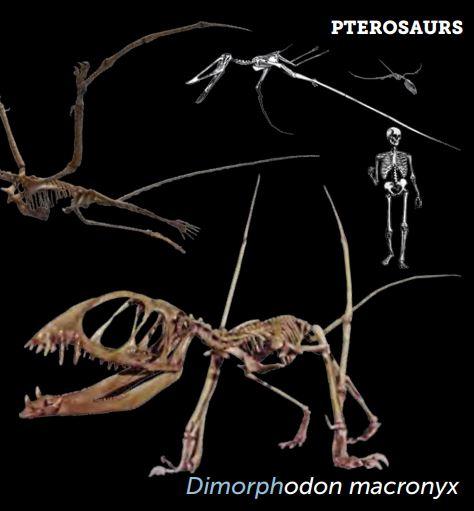 Dimorphodon Skull Cast - Fossil Crates Dinosaur skull cast