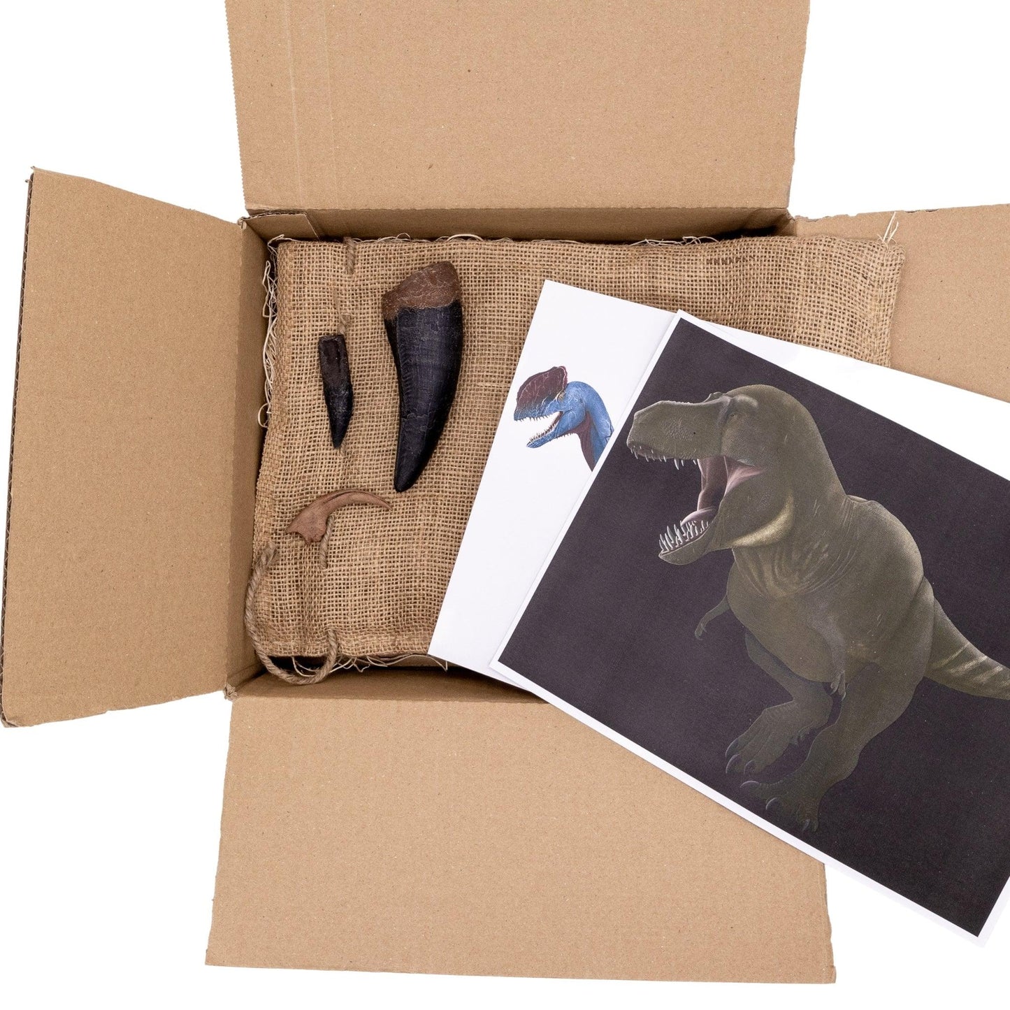 Dinosaurs in the Movies Crate - Fossil Crates Dinosaur teeth and claw casts