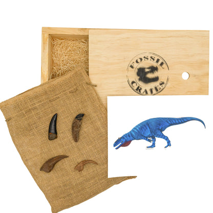 Dinosaurs of Mongolia Crate - Fossil Crates Dinosaur teeth and claw casts