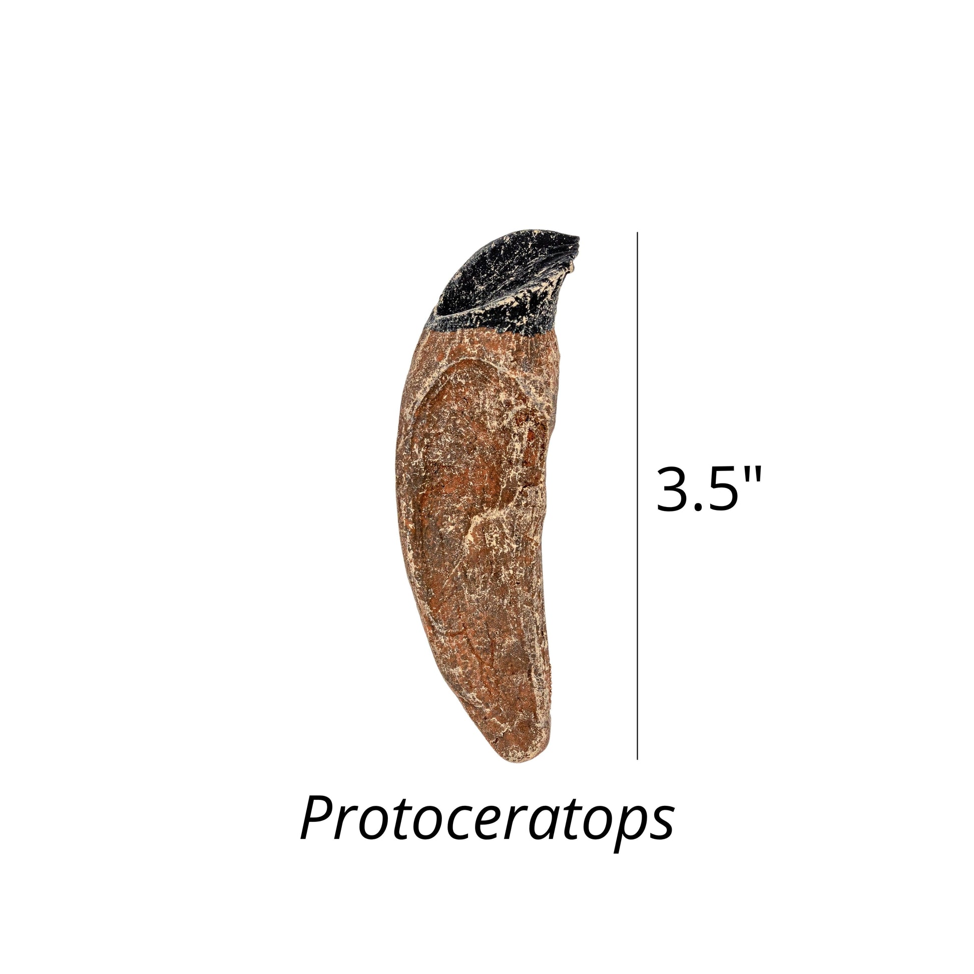 Dinosaurs of Mongolia Crate - Fossil Crates Dinosaur teeth and claw casts