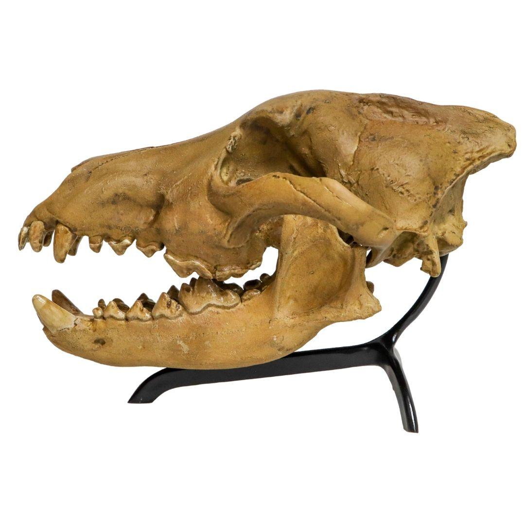 Dire Wolf Skull cast - Fossil Crates Dire Wolf Skull Cast