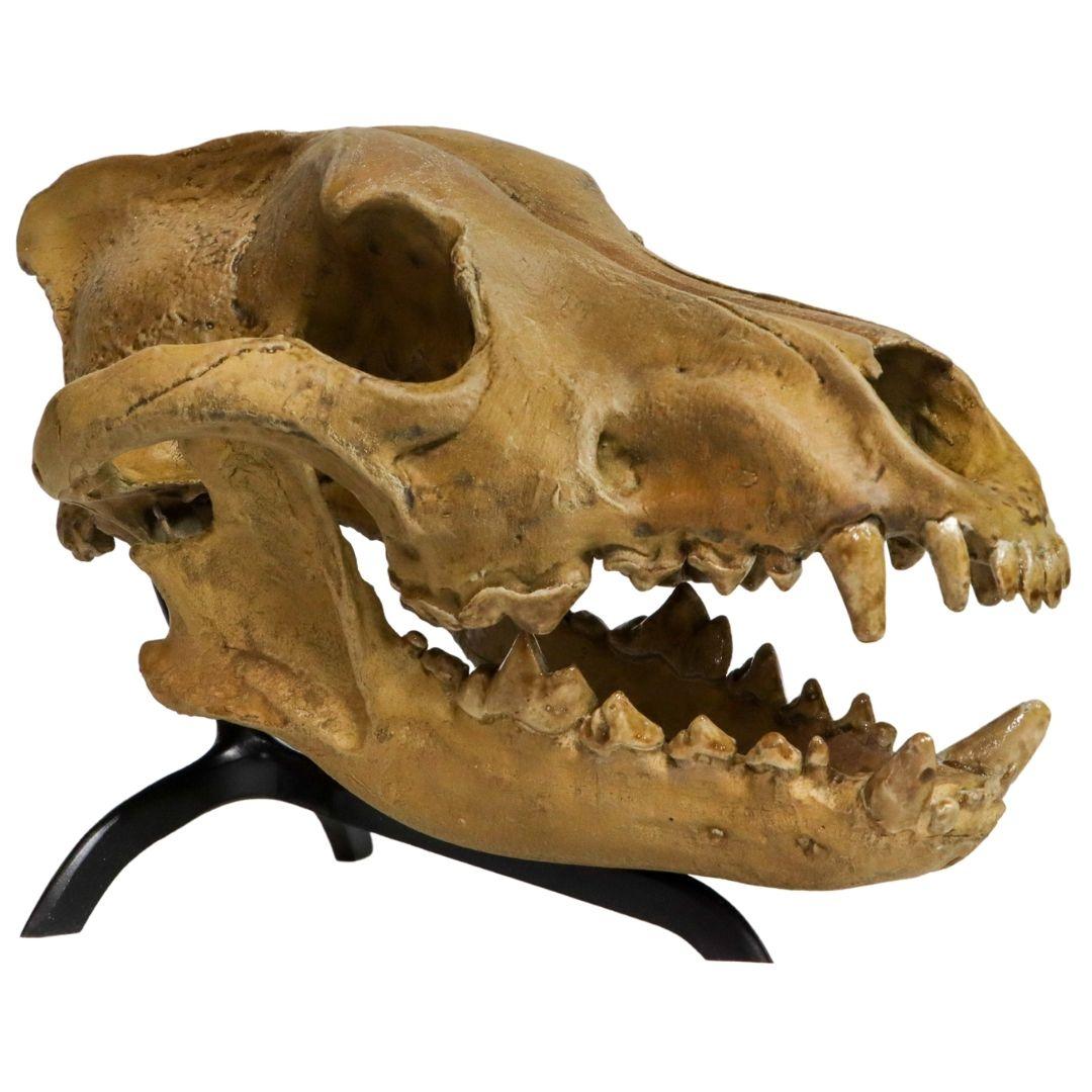 Dire Wolf Skull cast - Fossil Crates Dire Wolf Skull Cast