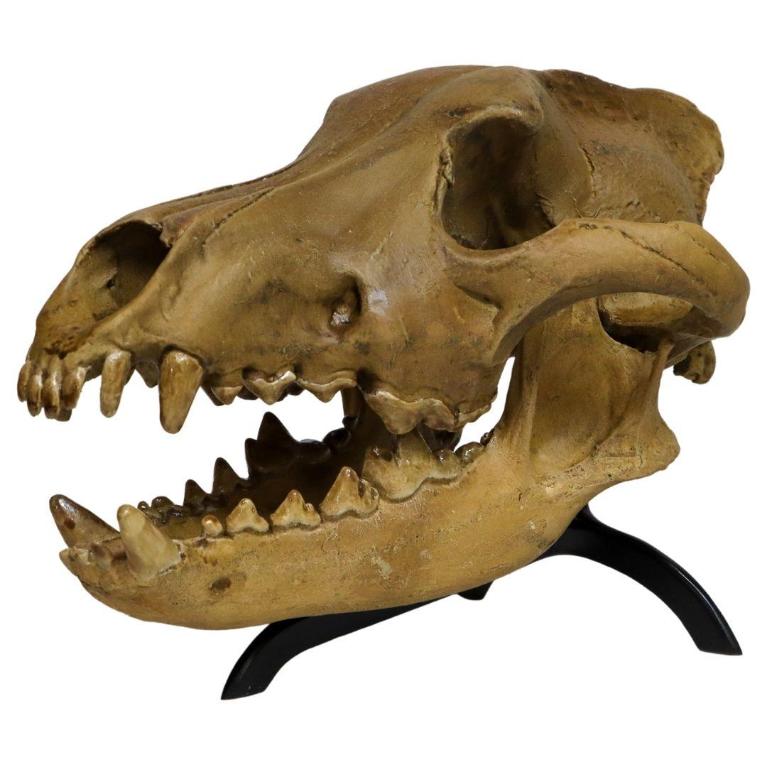 Dire Wolf Skull cast - Fossil Crates Dire Wolf Skull Cast