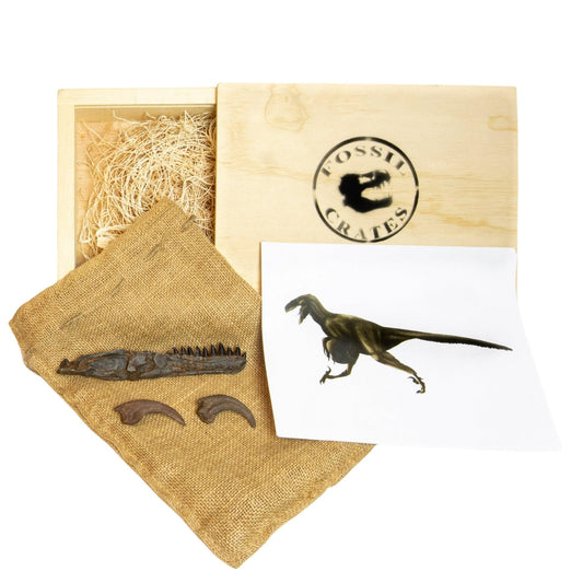 Dromaeosaurus Crate - Deadliest Late Cretaceous Raptor - Fossil Crates