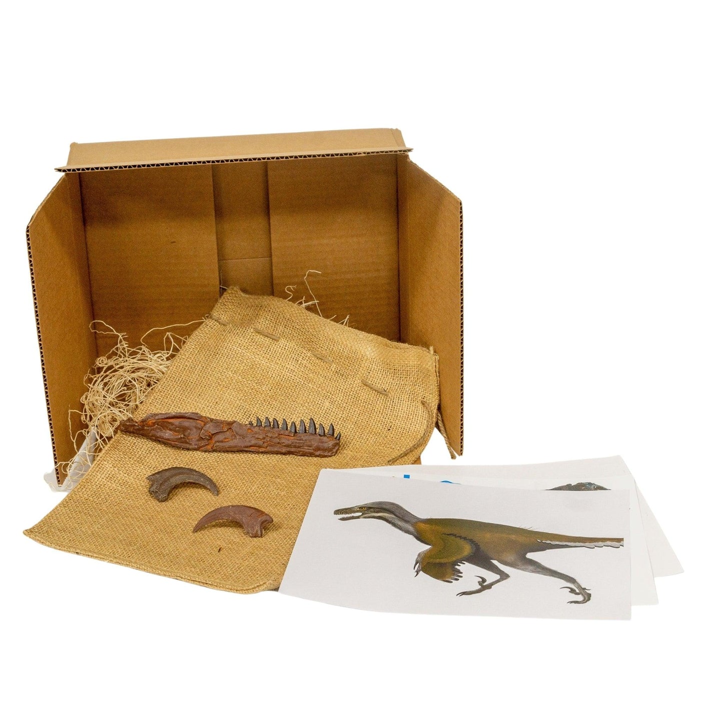 Dromaeosaurus Crate - Deadliest Late Cretaceous Raptor - Fossil Crates