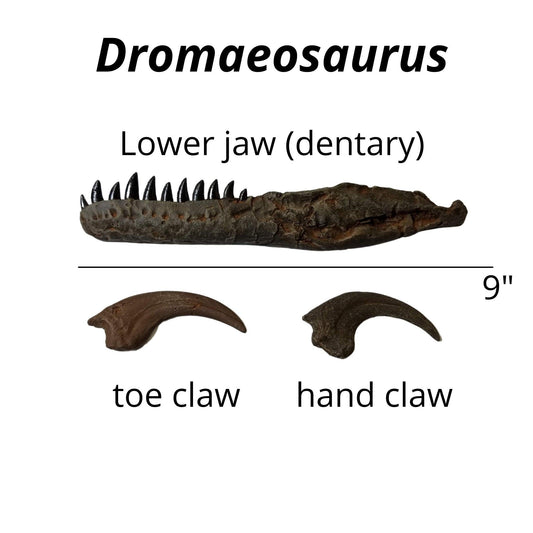 Dromaeosaurus Crate - Deadliest Late Cretaceous Raptor - Fossil Crates