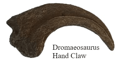 Dromaeosaurus Crate - Deadliest Late Cretaceous Raptor - Fossil Crates