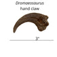 Dromaeosaurus hand claw cast