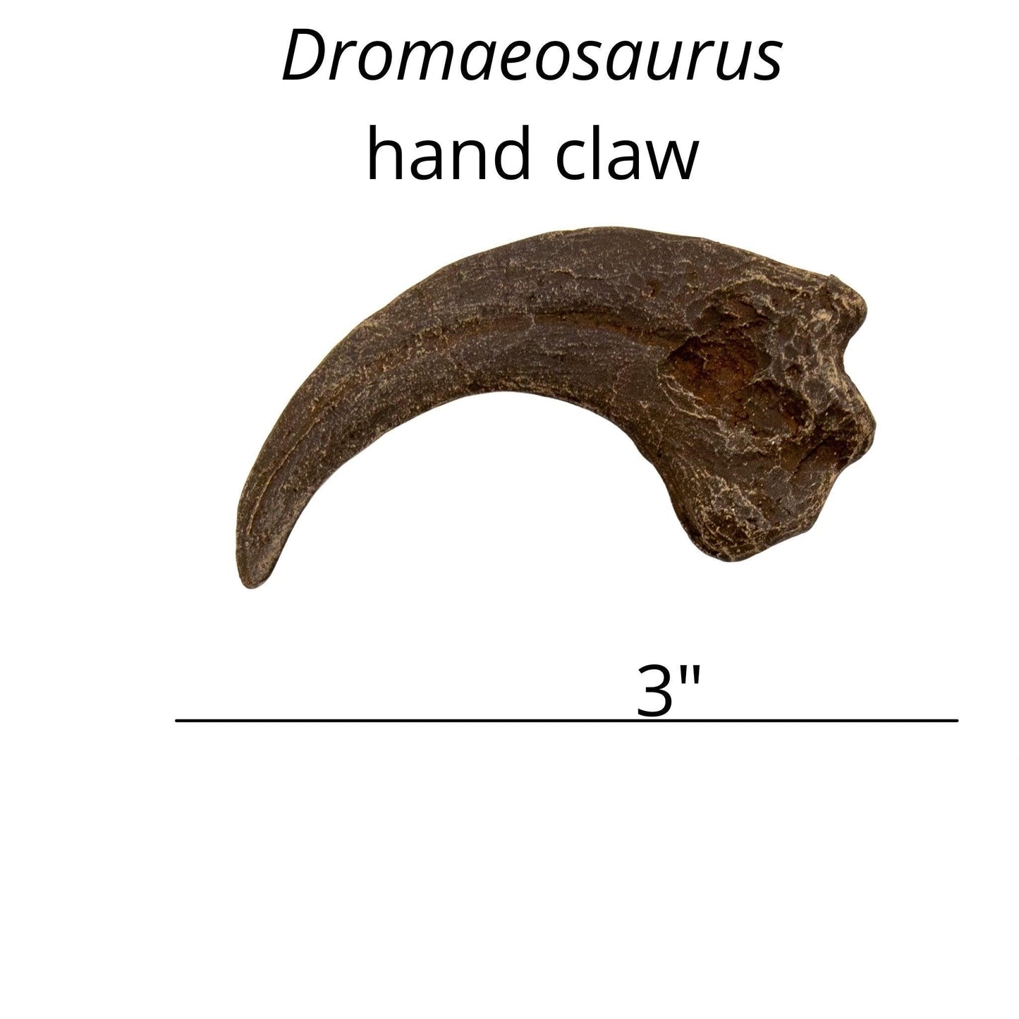 Dromaeosaurus hand claw cast