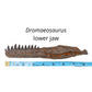 Dromaeosaurus Lower Jaw Cast and Artwork - Fossil Crates Dromaeosaurus jaw cast