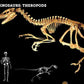 Dromaeosaurus Skull - Fossil Crates Rocks & Fossils