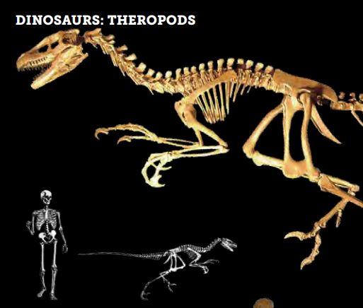 Dromaeosaurus Skull - Fossil Crates Rocks & Fossils