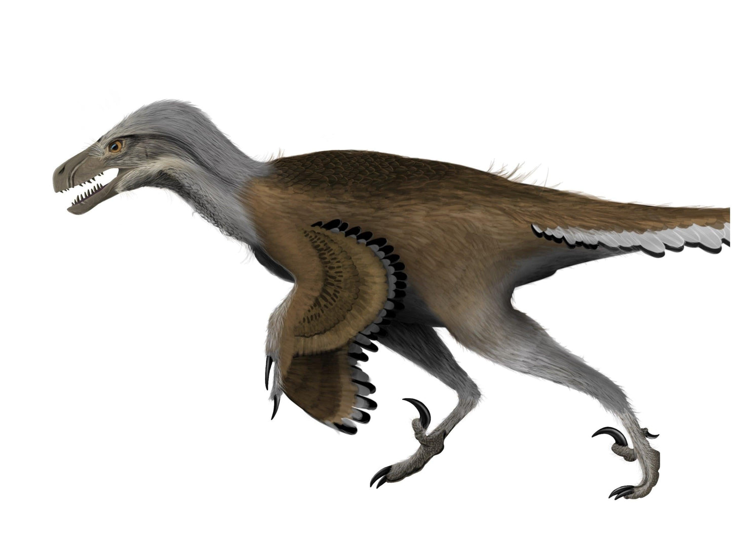 Dromaeosaurus exclusive paleoart that comes with the Dromaeosaurus claw cast