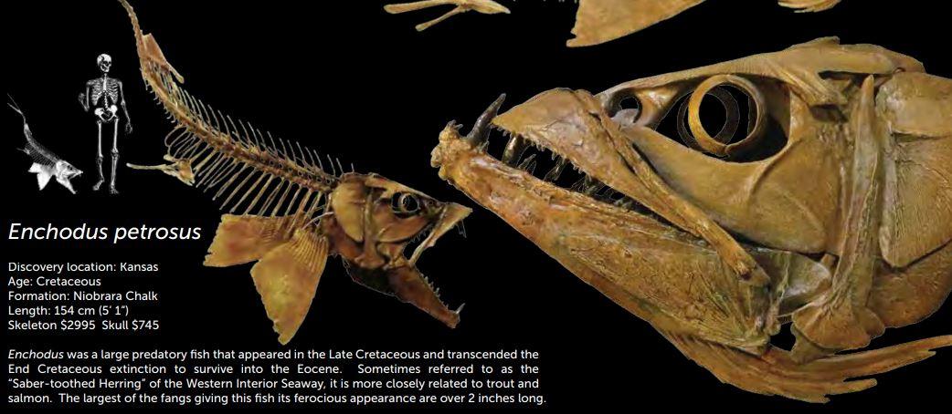 Enchodus Skull Cast, Toothy Predator of the Deep! - Fossil Crates TPISkull